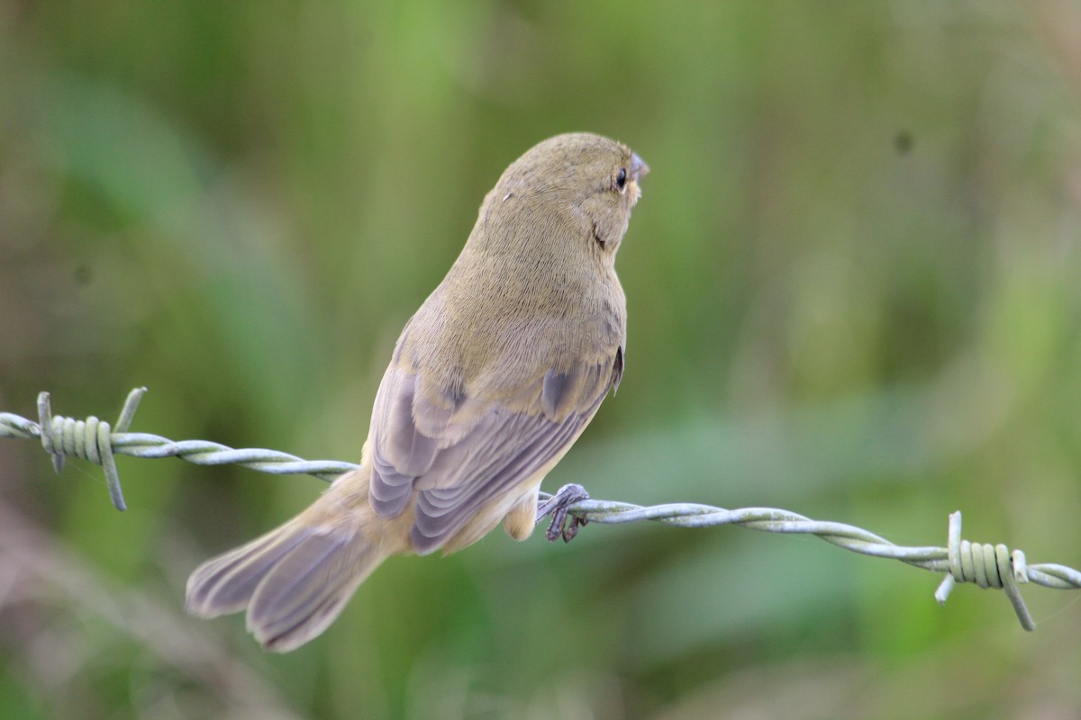 Double-collared Seedeater - ML618349787