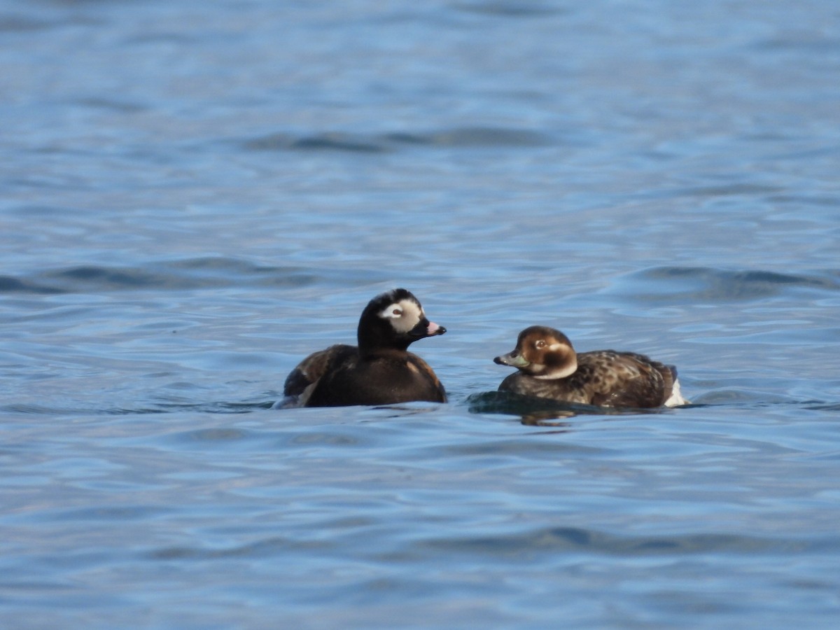 Long-tailed Duck - ML618349798