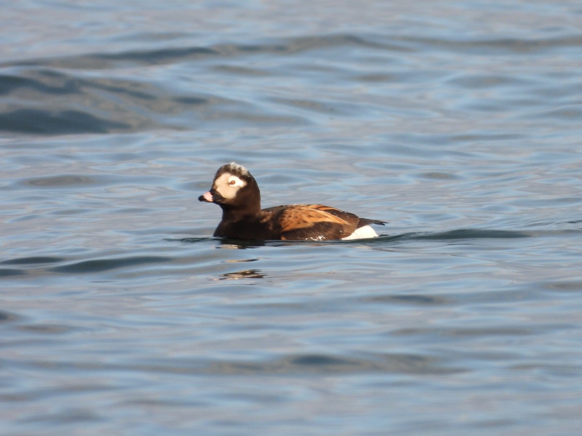 Long-tailed Duck - ML618349815