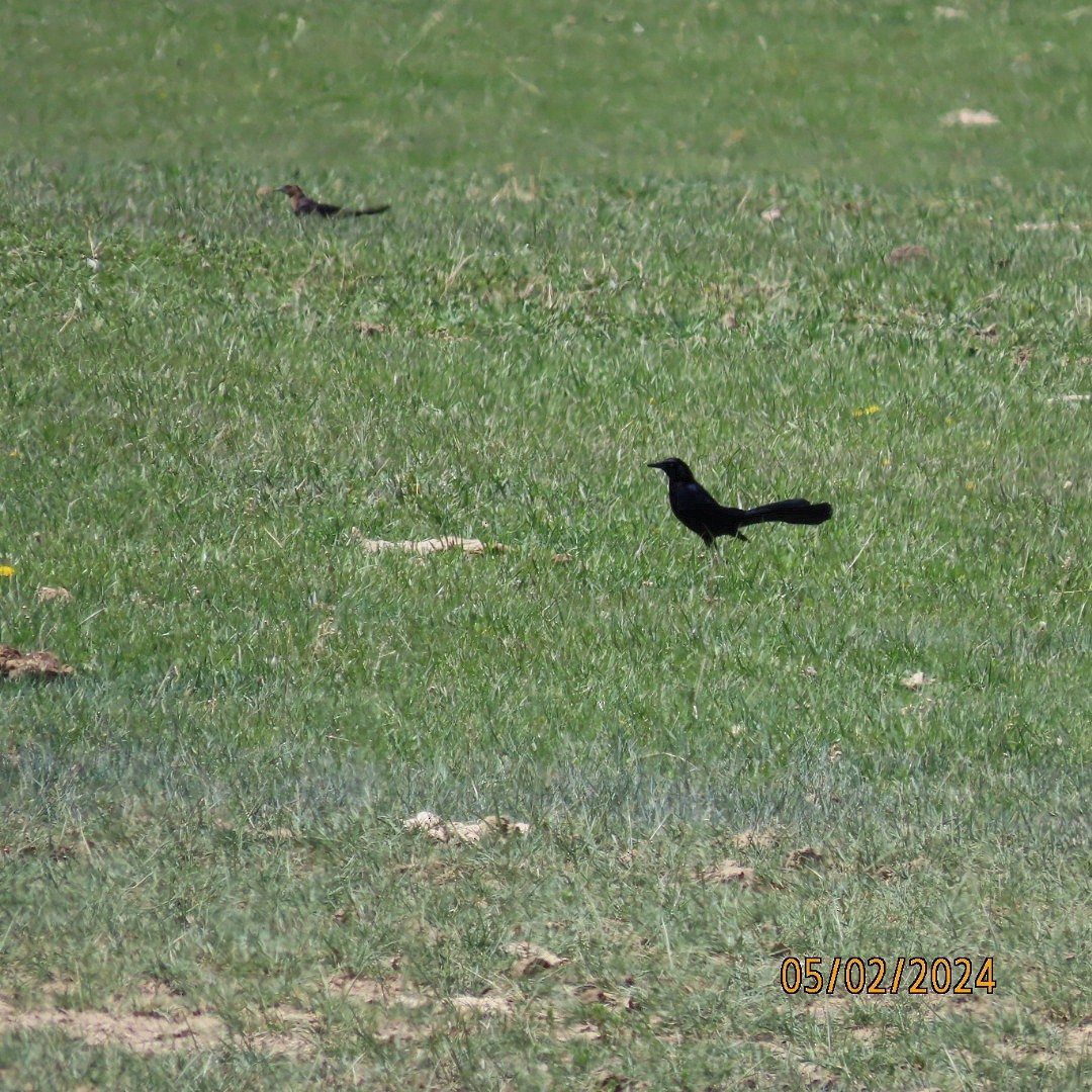 Great-tailed Grackle - ML618349827