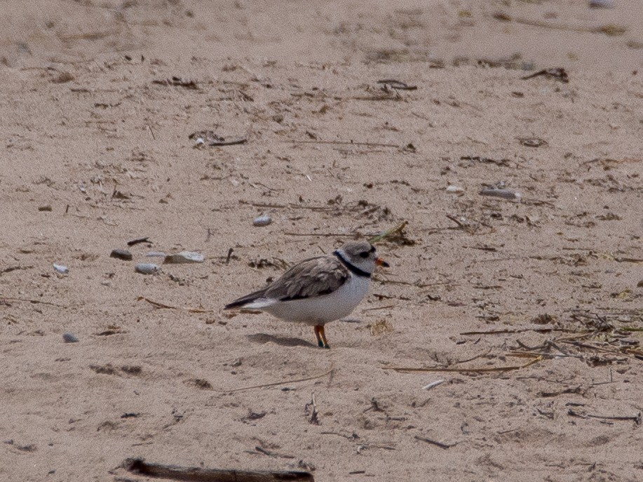 Piping Plover - ML618349829