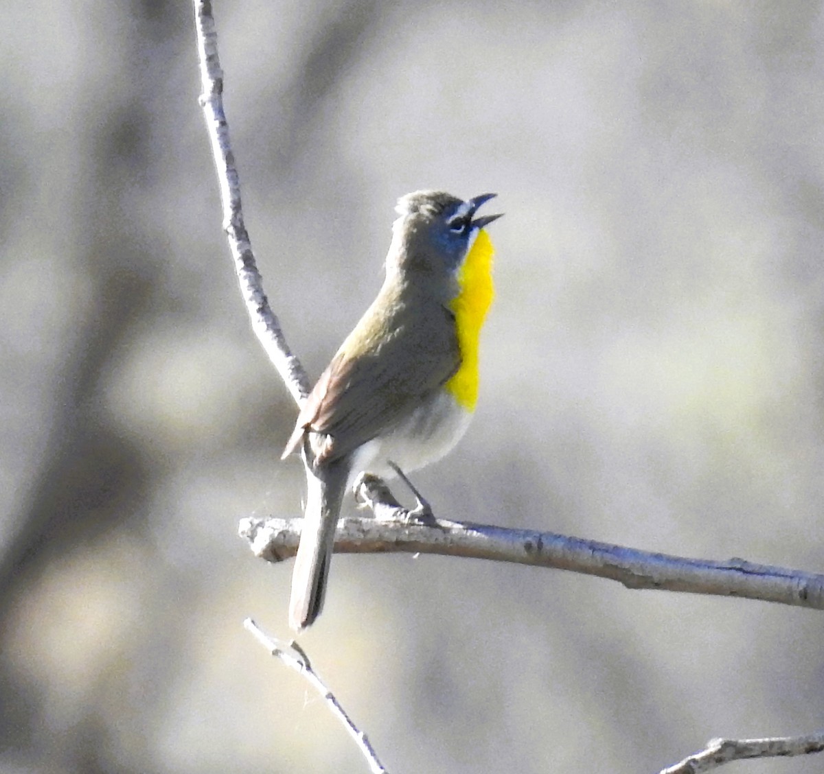 Yellow-breasted Chat - ML618349834