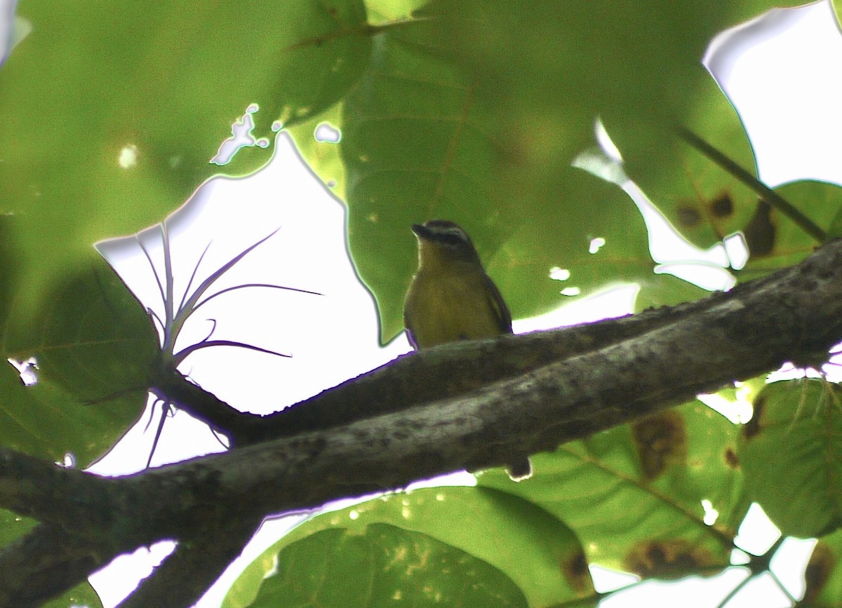 Brown-capped Tyrannulet - ML618349842