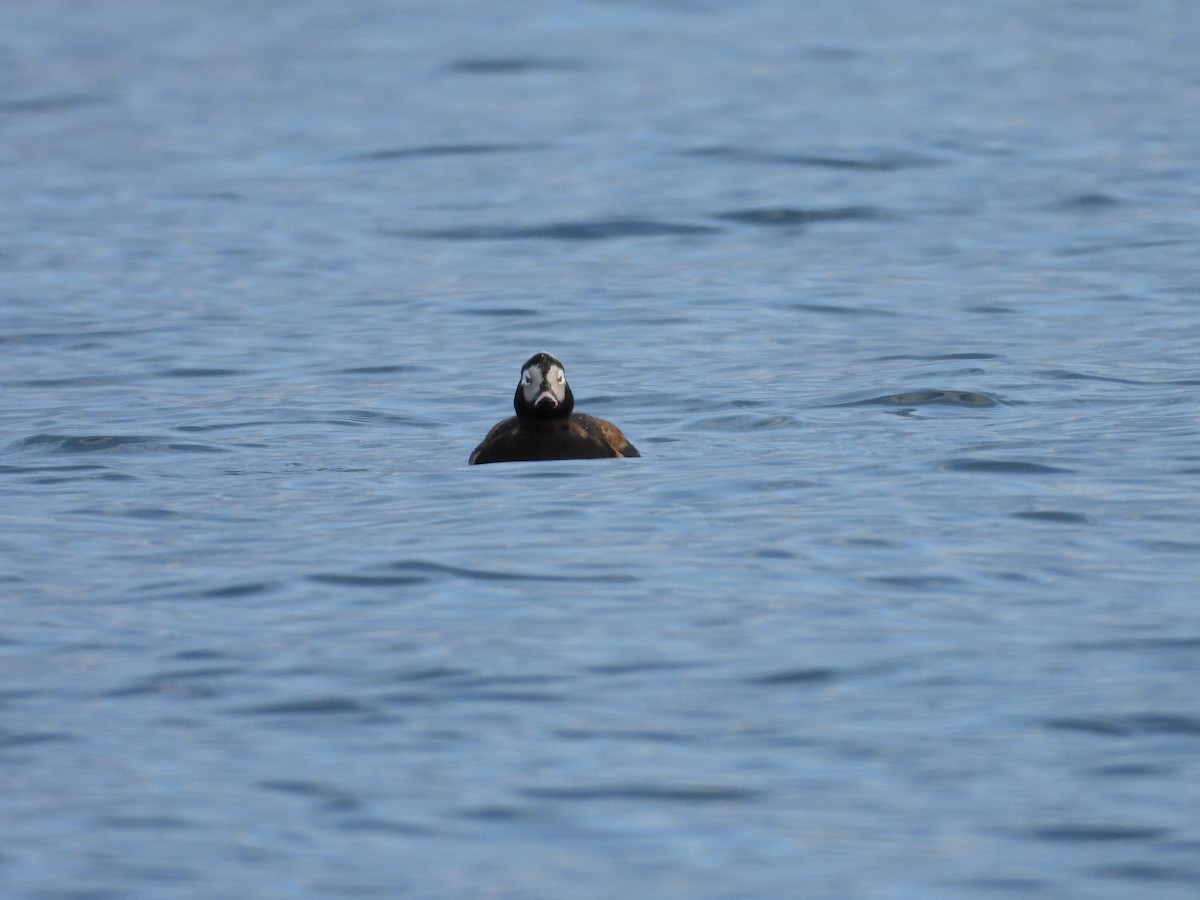 Long-tailed Duck - ML618349862