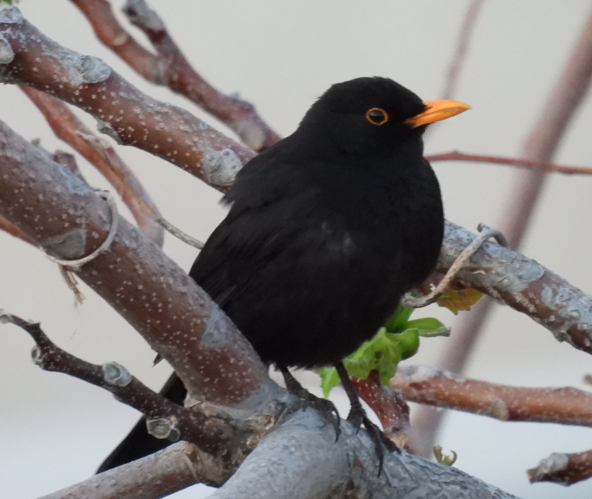 Eurasian Blackbird - Jeffrey Blalock
