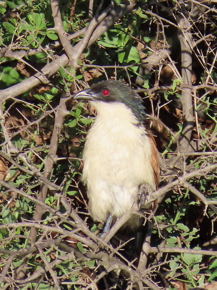 White-browed Coucal (Burchell's) - ML618349900