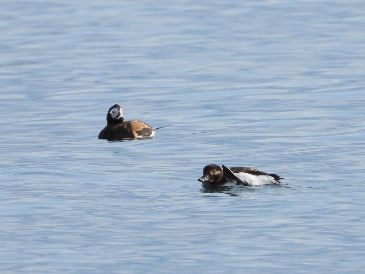 Long-tailed Duck - ML618349919