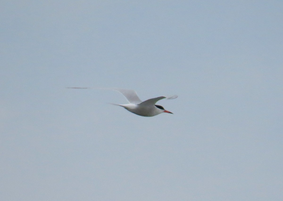 Common Tern - ML618349940