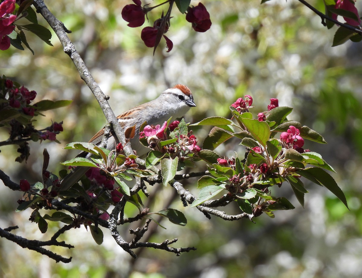 Chipping Sparrow - ML618349978