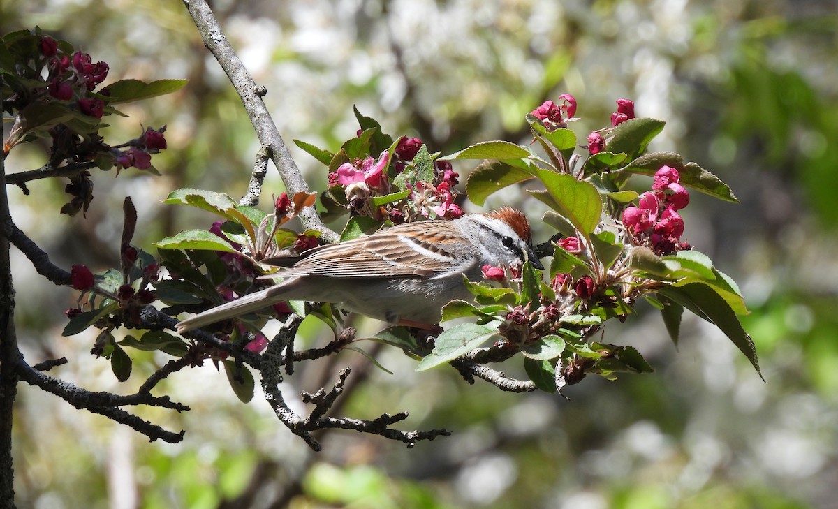 Chipping Sparrow - ML618349989