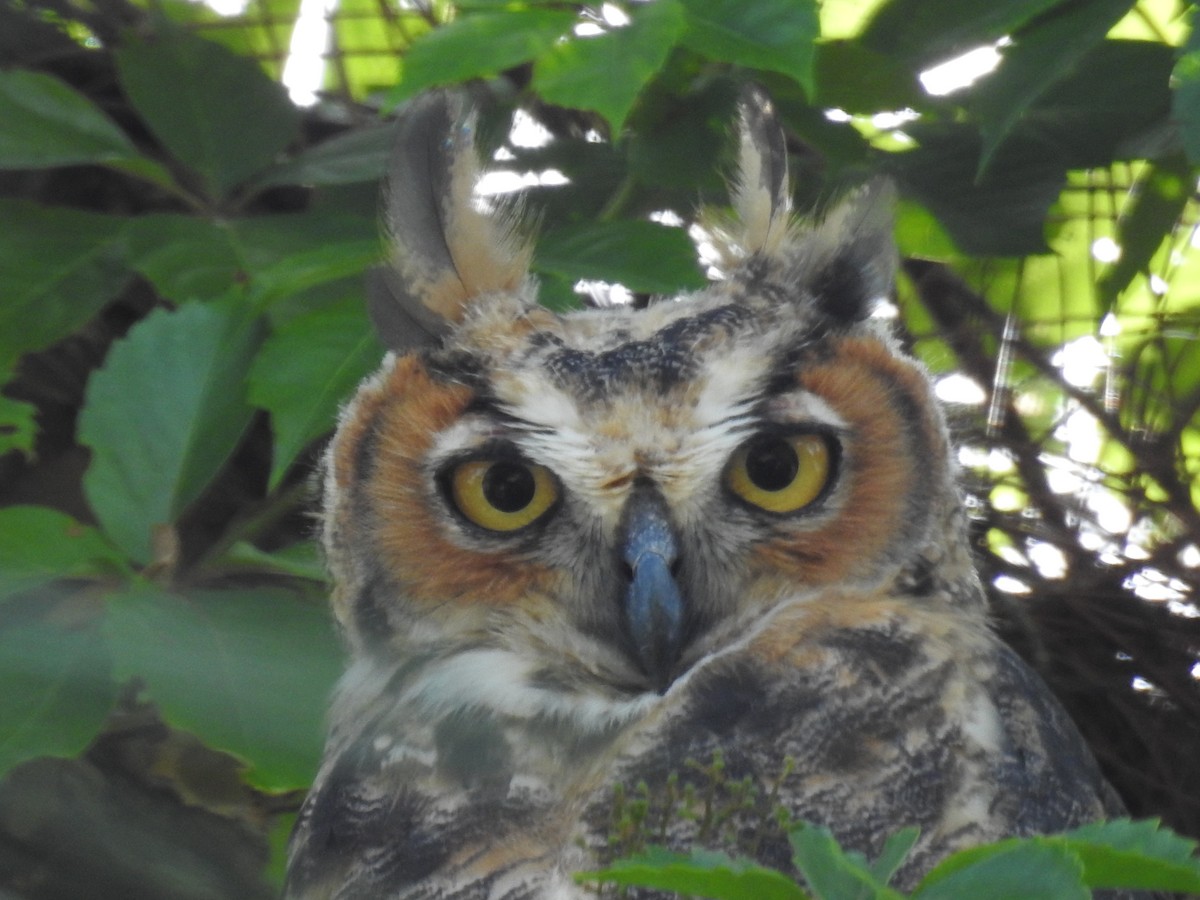 Great Horned Owl - ML618349999