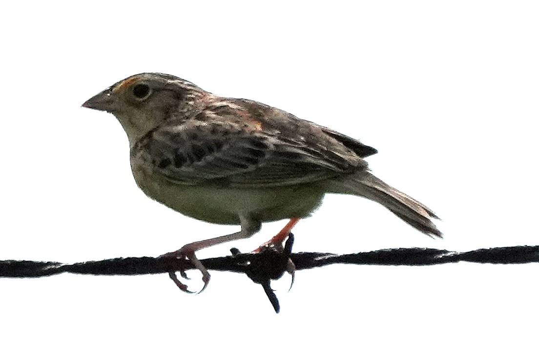 Grasshopper Sparrow - ML618350015