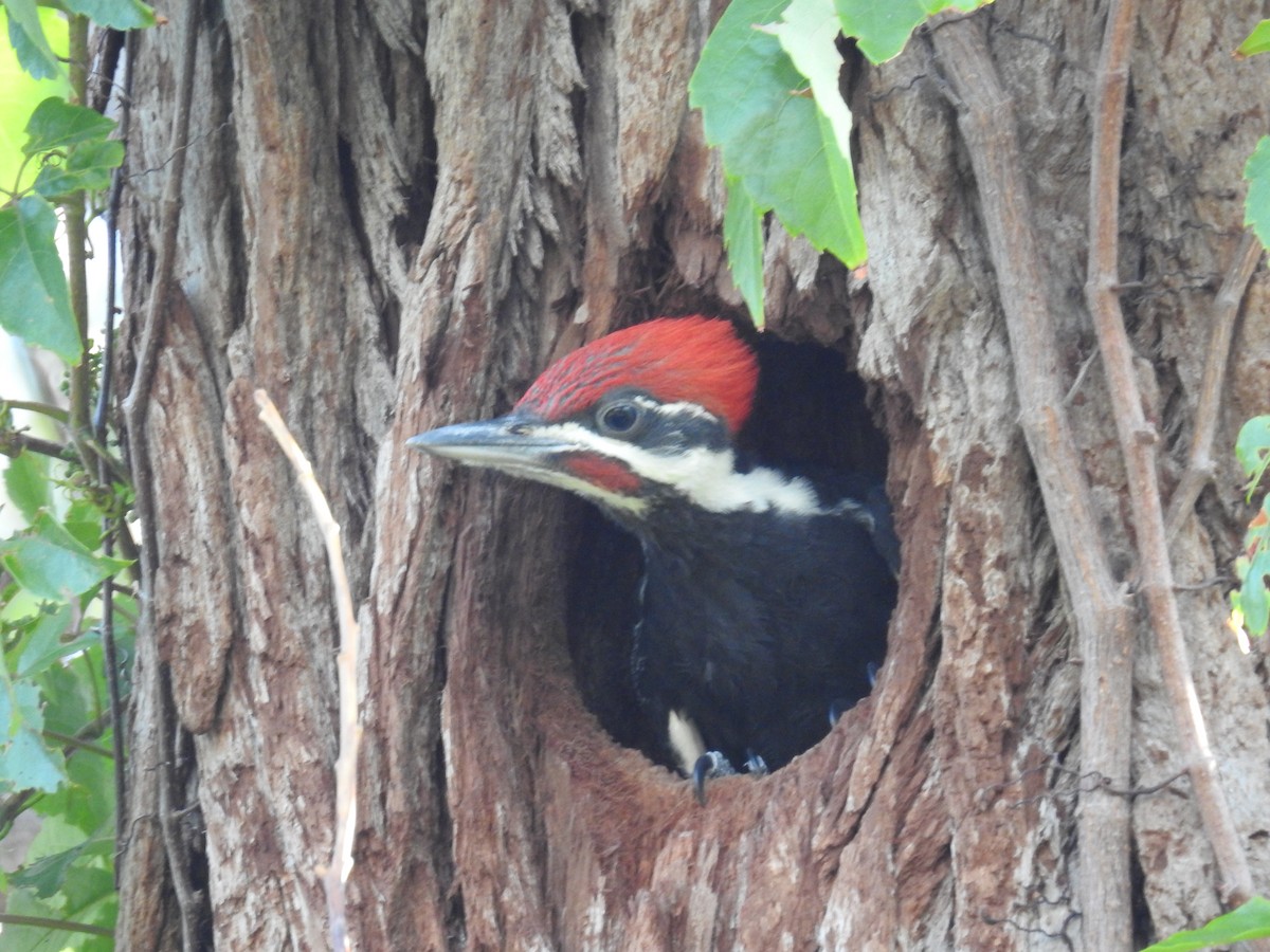 Pileated Woodpecker - Wendy Meehan