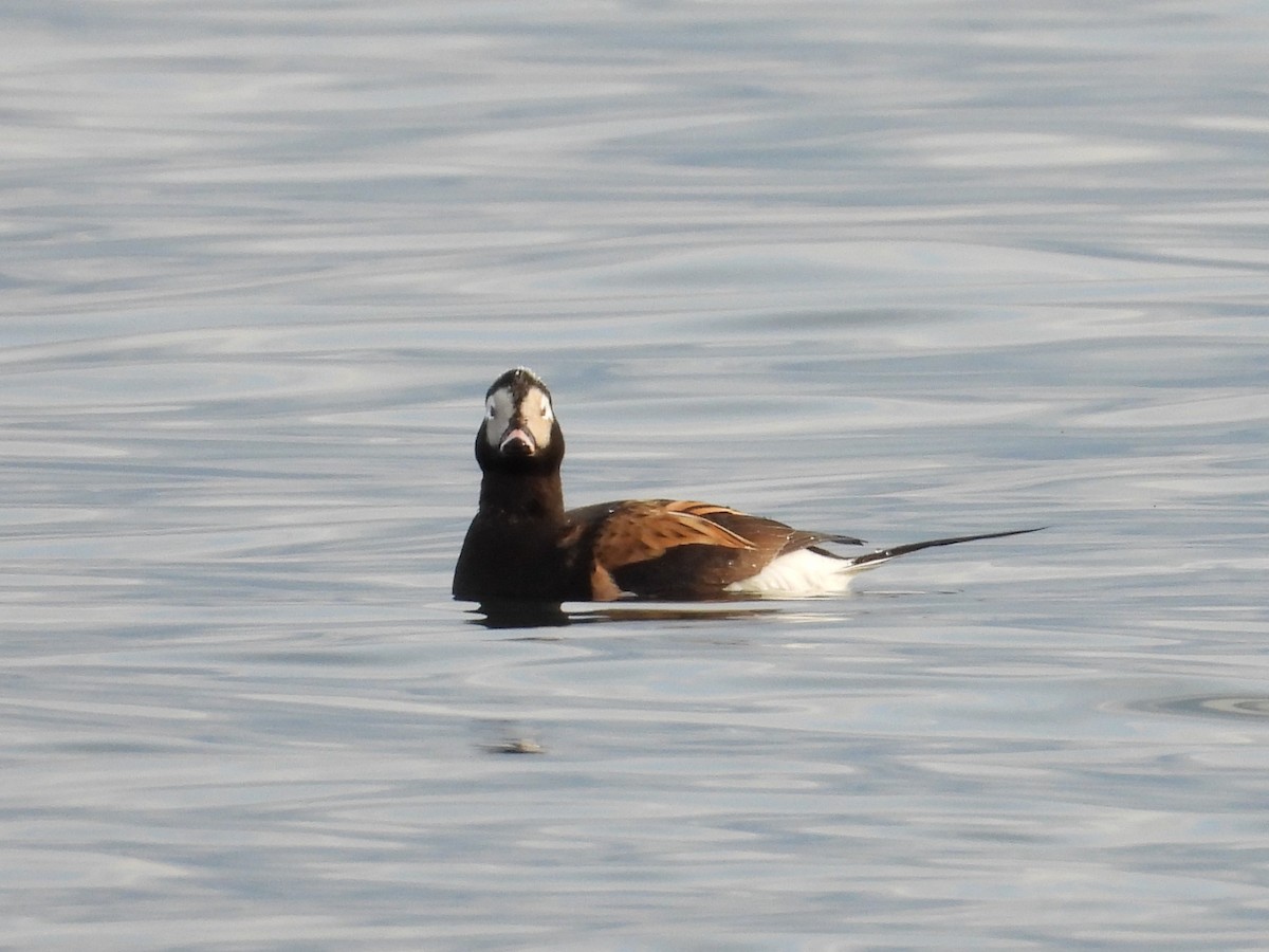 Long-tailed Duck - ML618350018