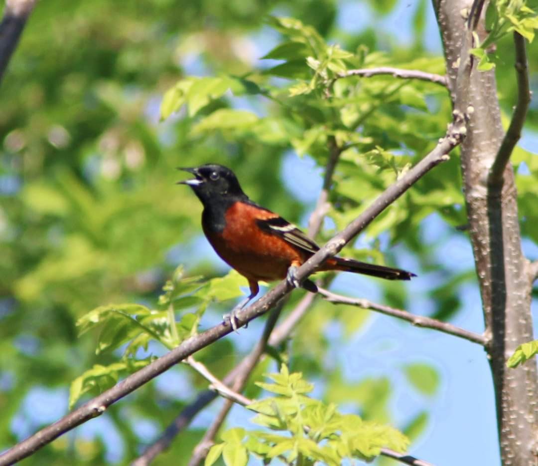 Orchard Oriole - ML618350021