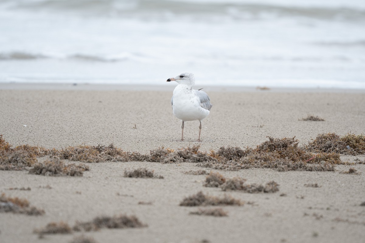 Ring-billed Gull - Suzy Deese