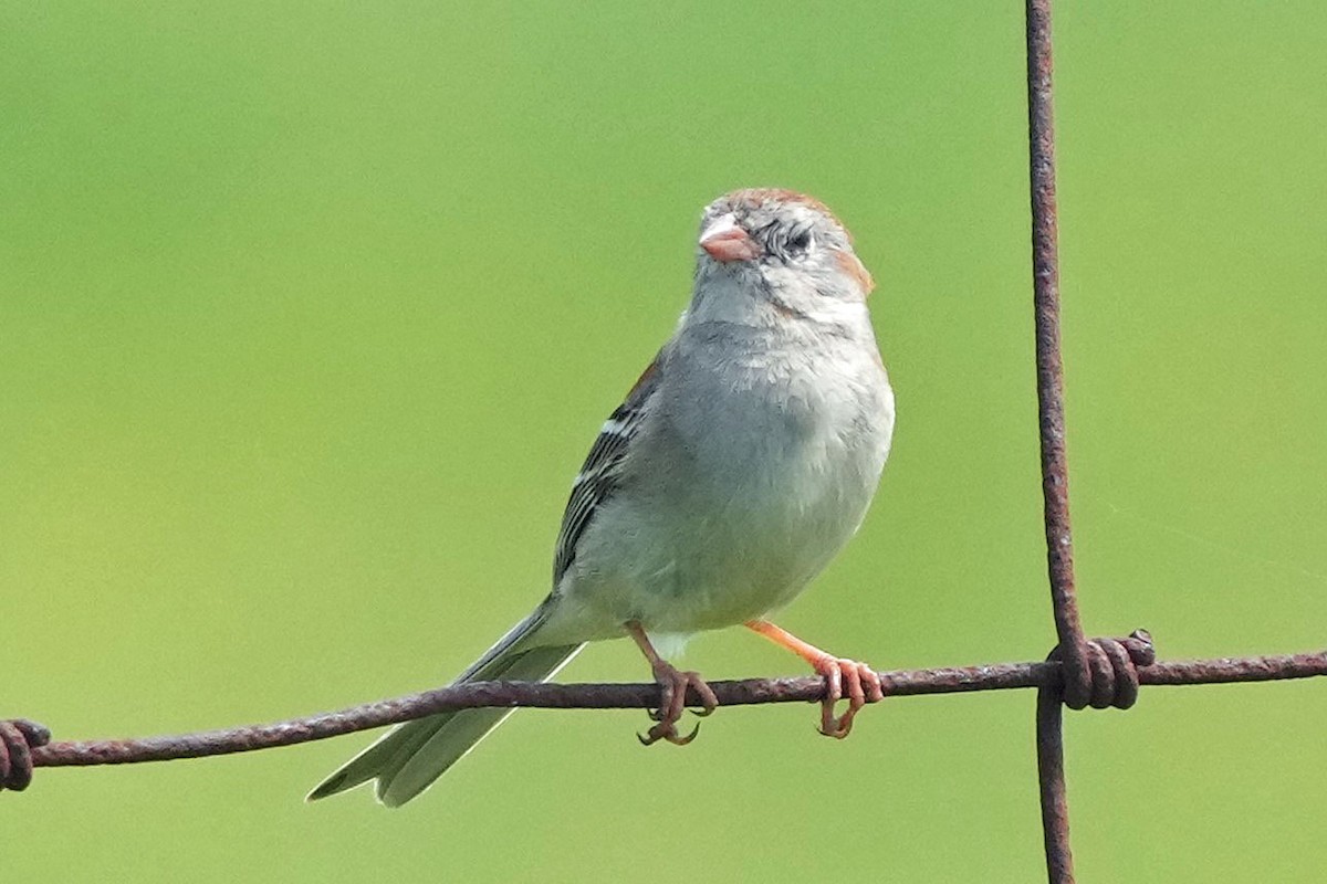 Field Sparrow - ML618350043