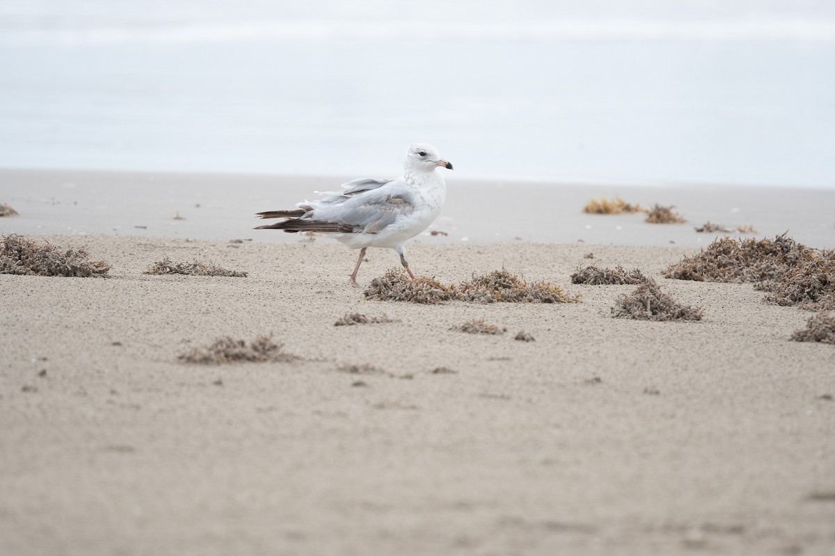 Ring-billed Gull - Suzy Deese