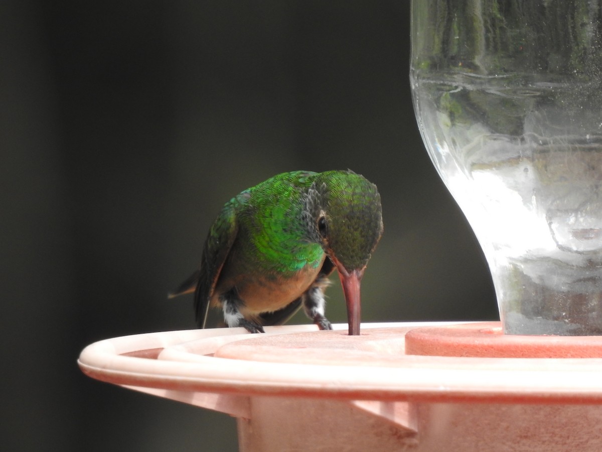kolibřík yukatanský - ML618350064