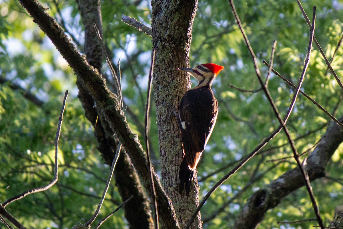 Pileated Woodpecker - ML618350076