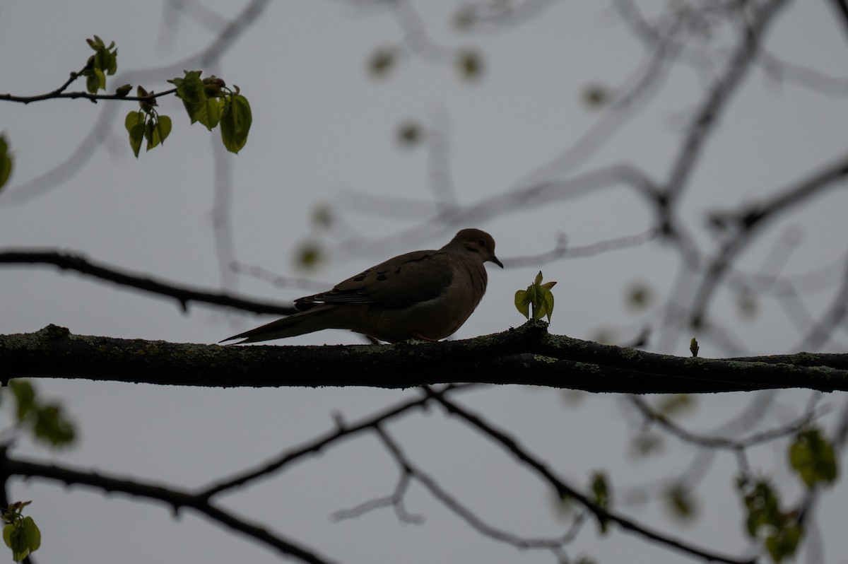 Mourning Dove - Isaac Boardman