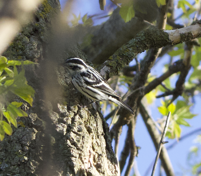 Black-and-white Warbler - ML618350084