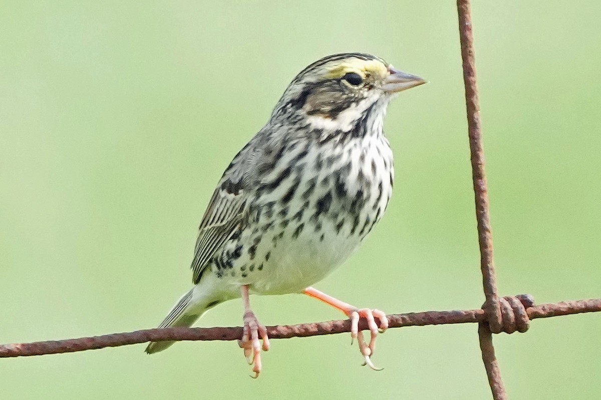Savannah Sparrow - ML618350090