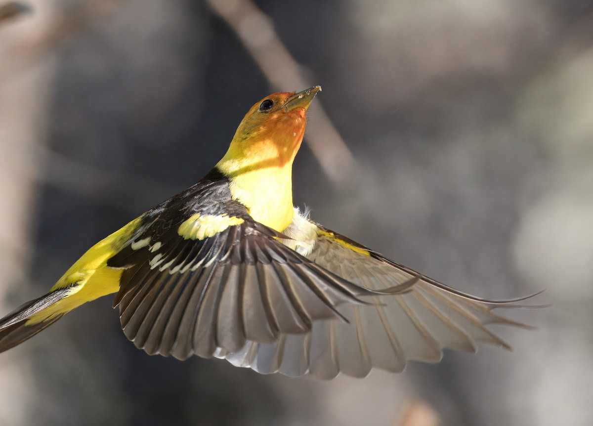 Western Tanager - ML618350099