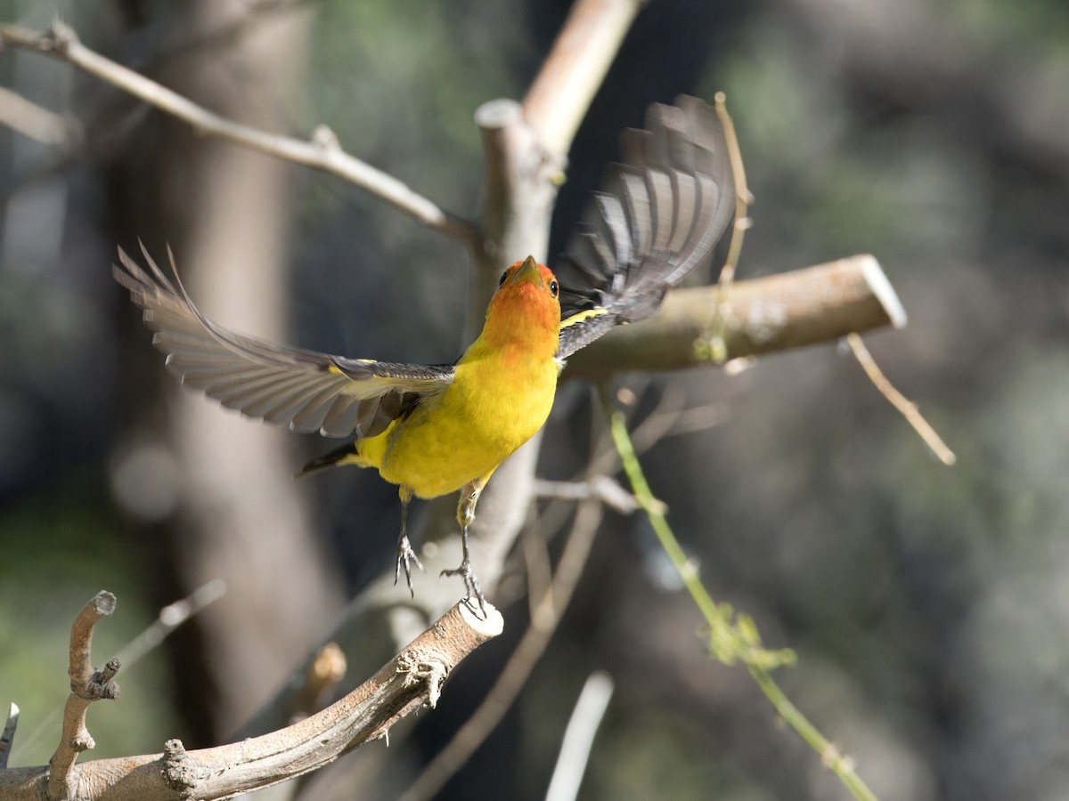 Western Tanager - ML618350108