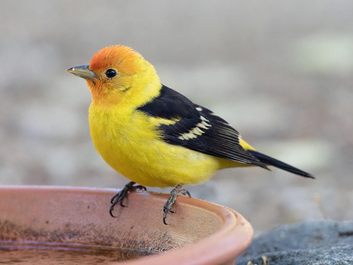 Western Tanager - ML618350110