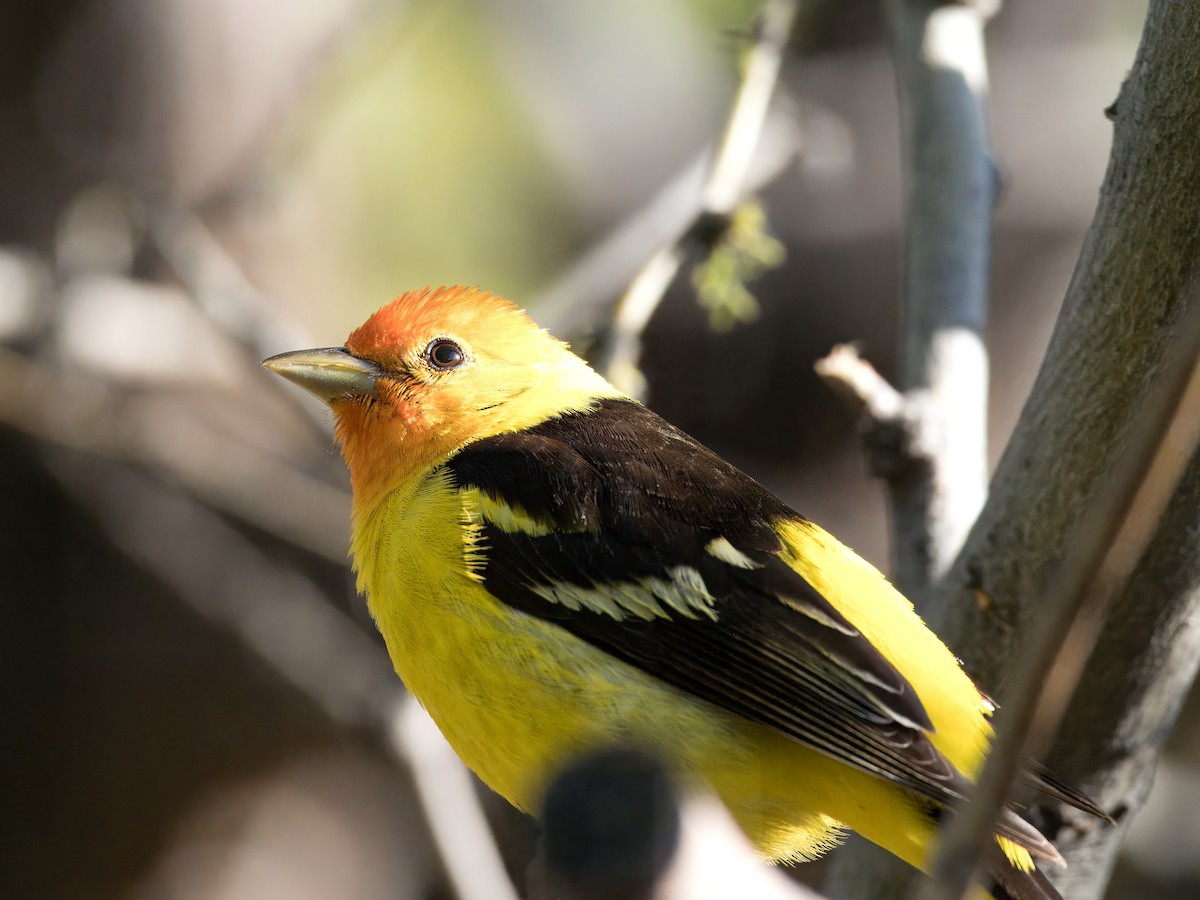 Western Tanager - ML618350111