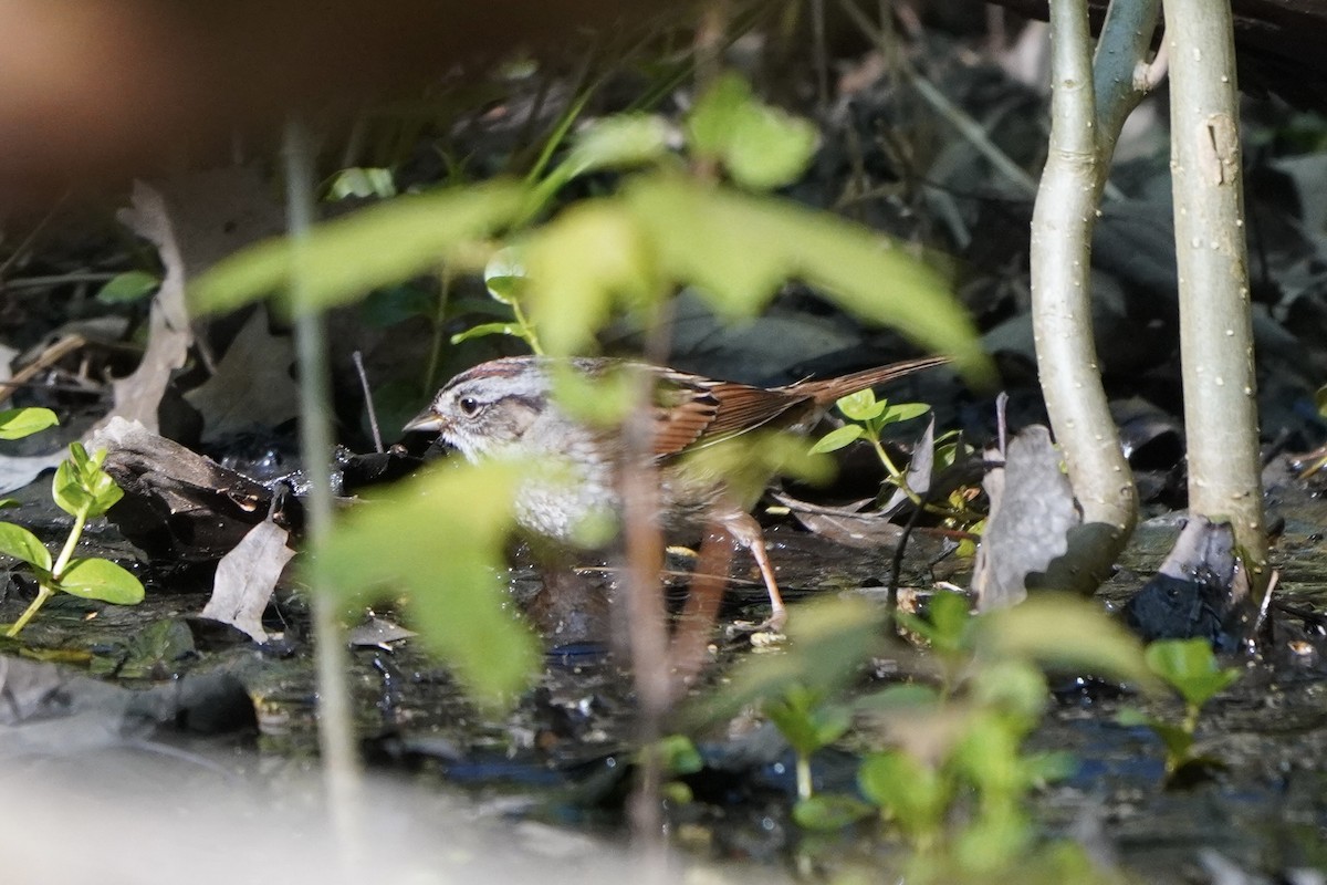 Swamp Sparrow - ML618350116