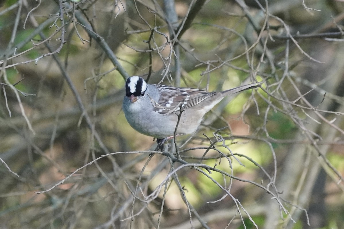 White-crowned Sparrow - ML618350120