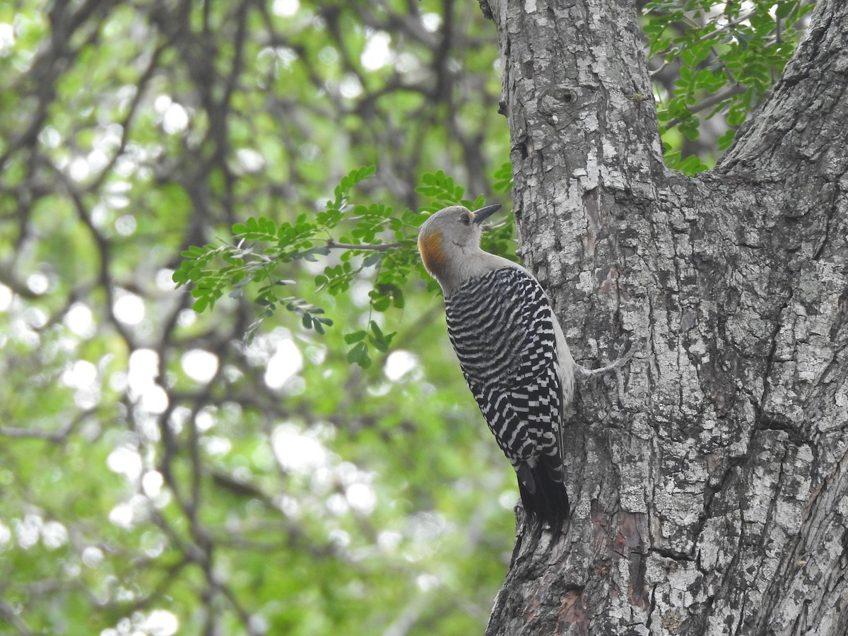 Golden-fronted Woodpecker - ML618350128