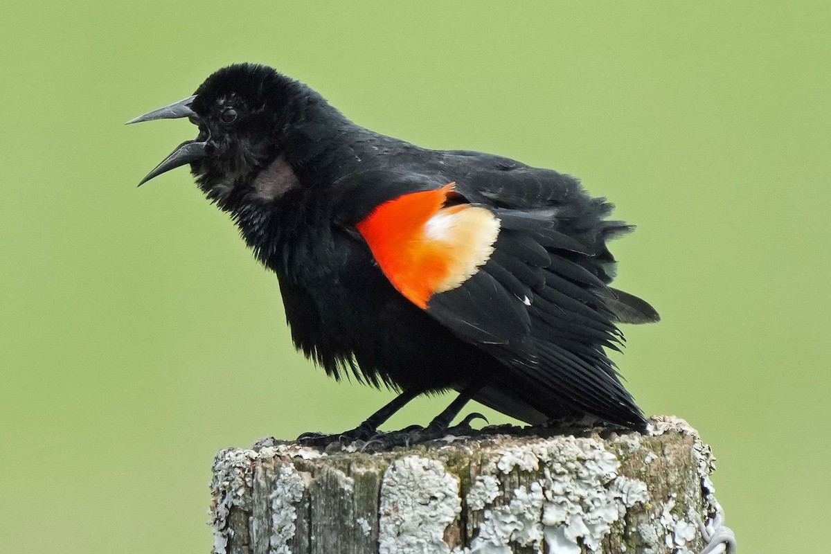Red-winged Blackbird - Robert Goss