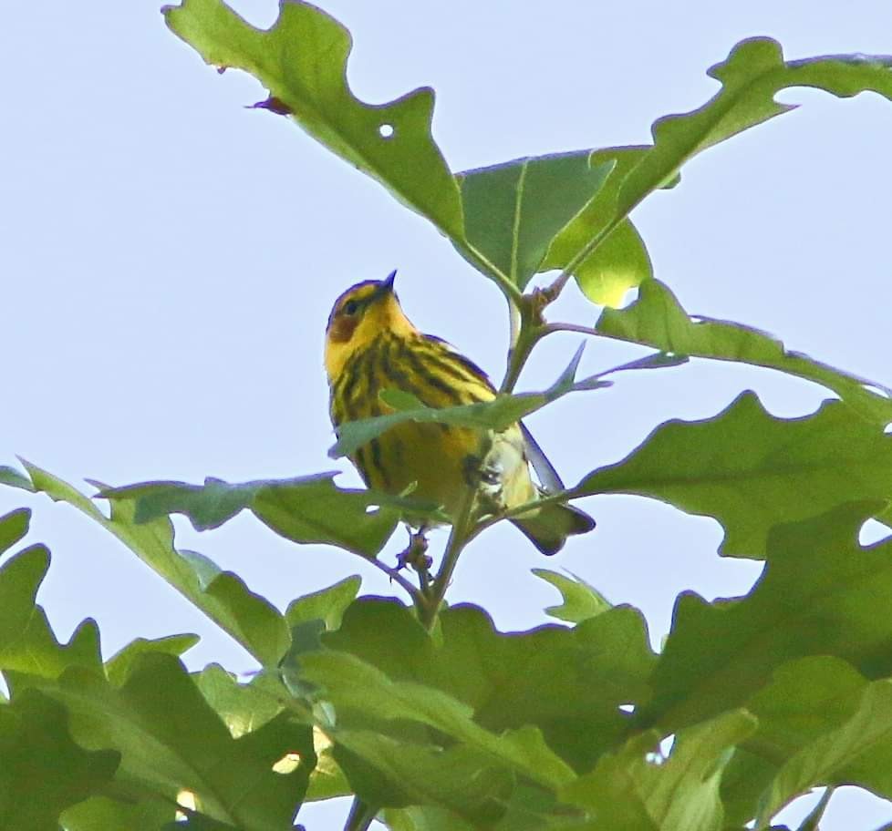 Cape May Warbler - ML618350167