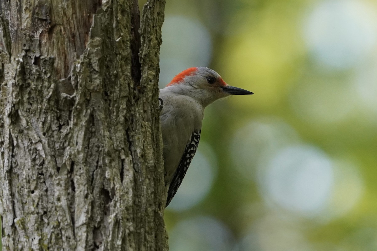 Red-bellied Woodpecker - ML618350174