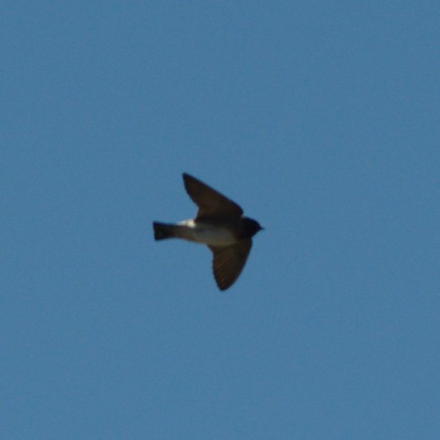 Northern Rough-winged Swallow - ML618350185