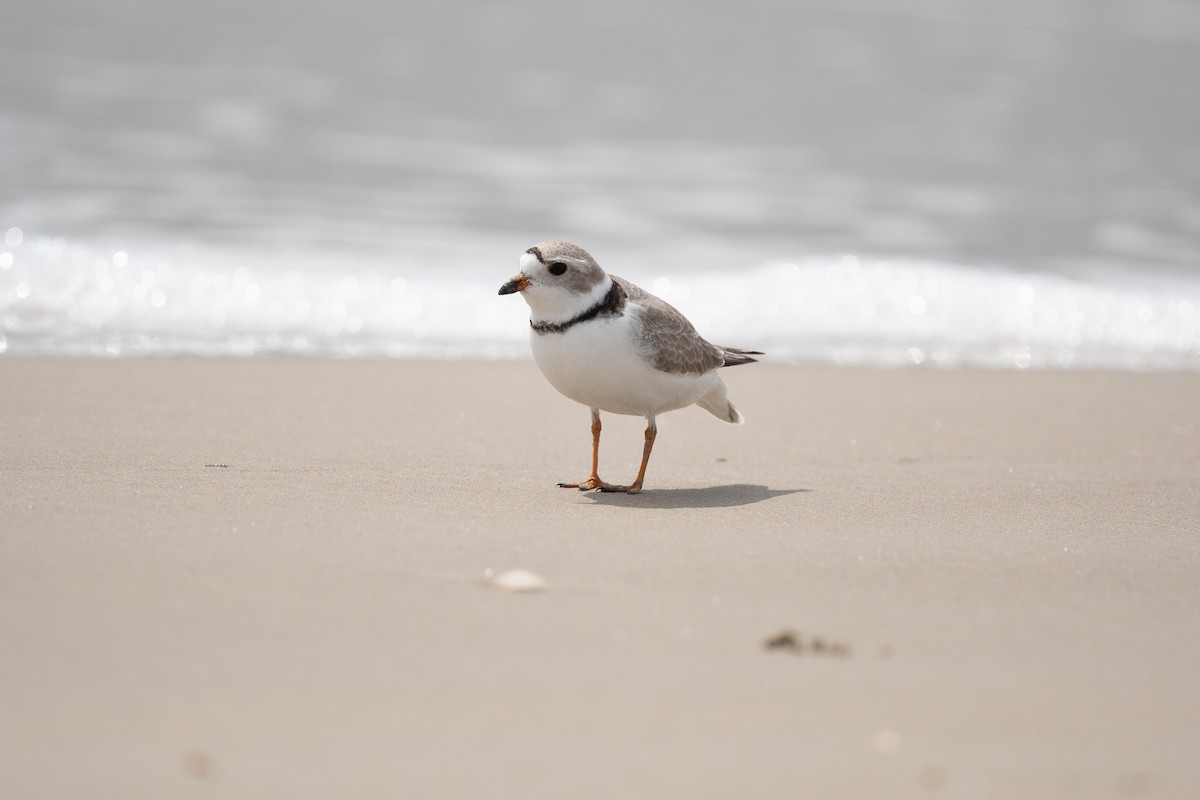 Piping Plover - ML618350204