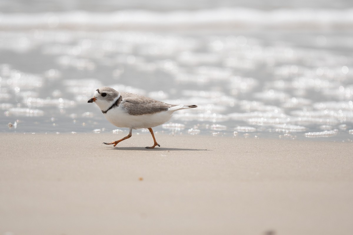 Piping Plover - ML618350205