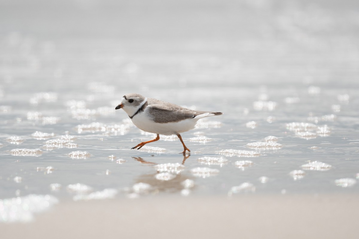 Piping Plover - ML618350206