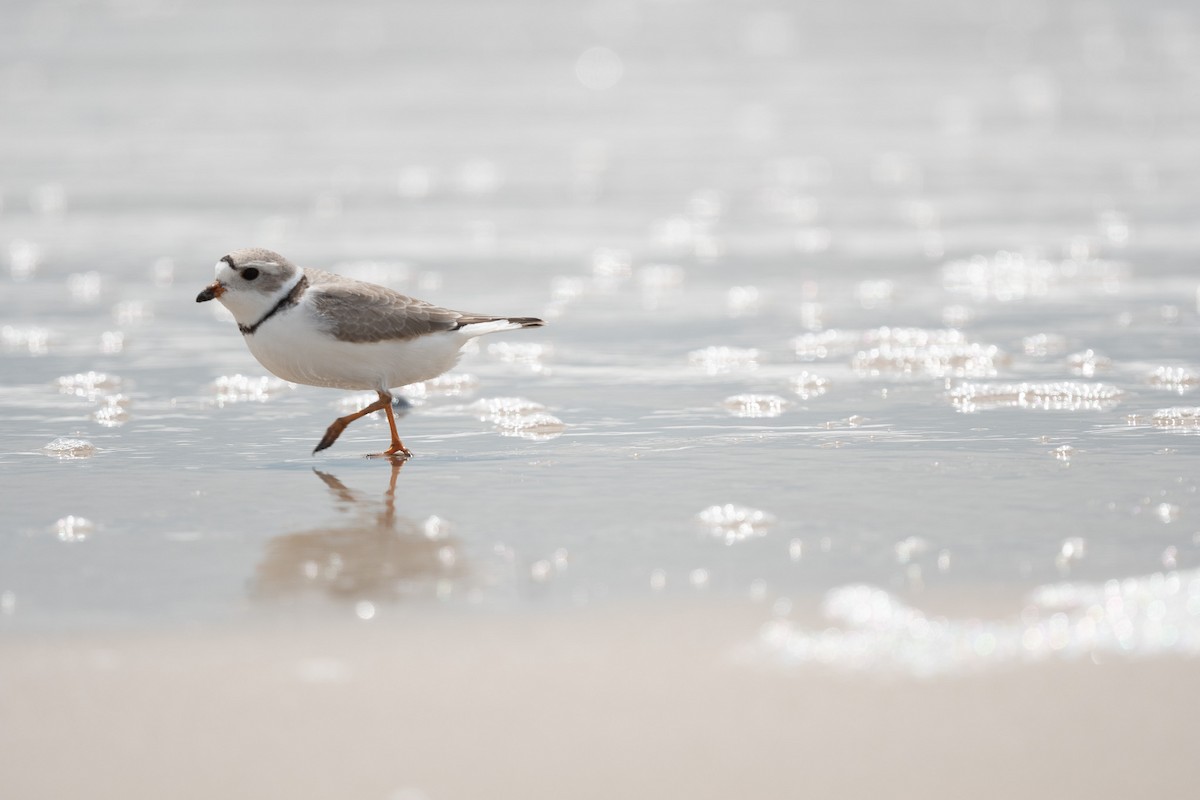 Piping Plover - ML618350207