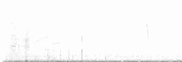 Светлобрюхий фиби - ML618350221
