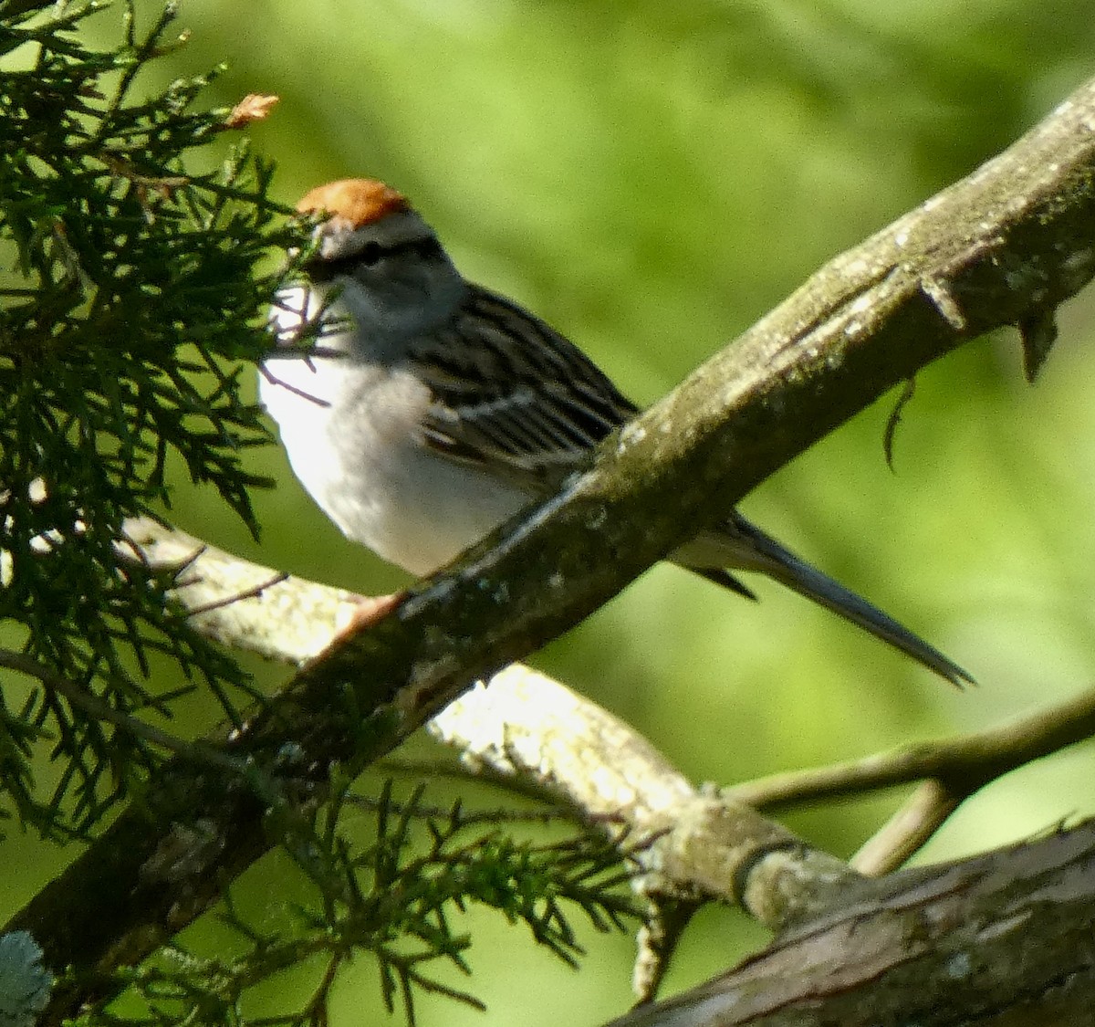 Chipping Sparrow - ML618350234
