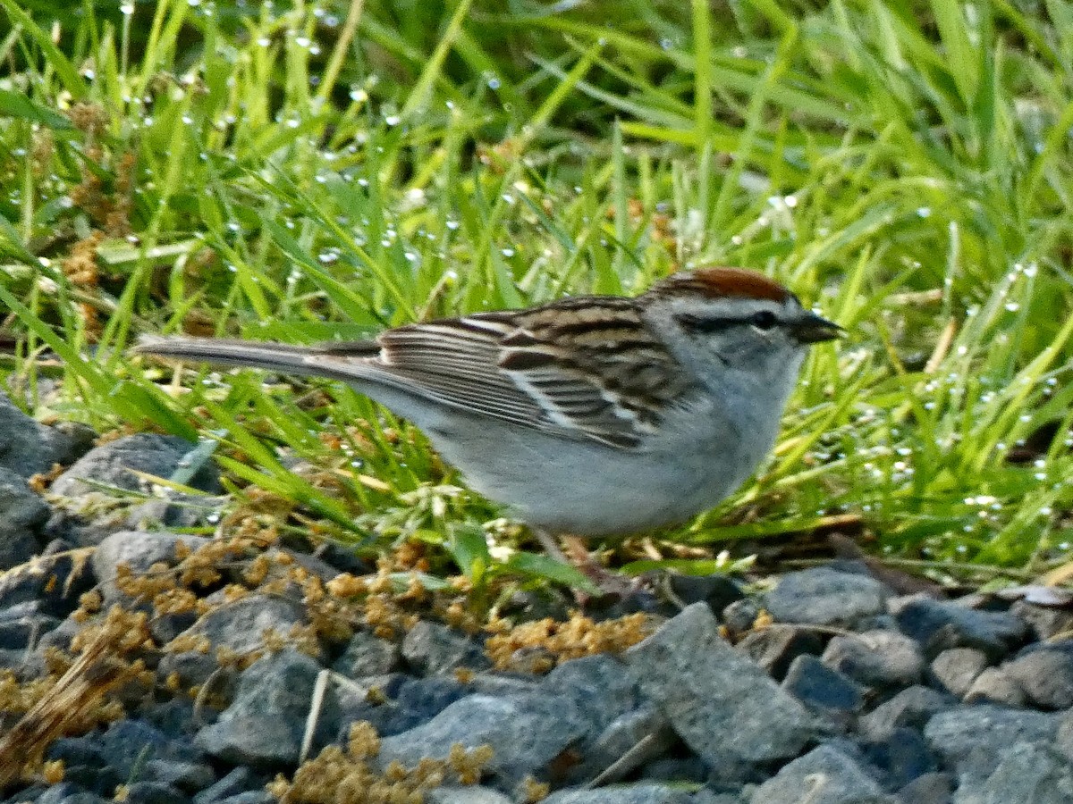 Chipping Sparrow - ML618350235