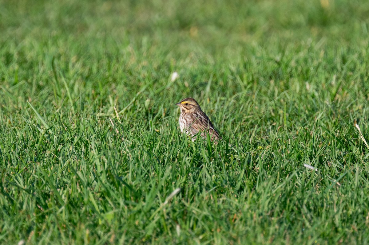Savannah Sparrow - ML618350331
