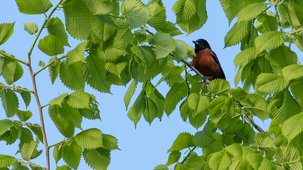 Orchard Oriole - ML618350343