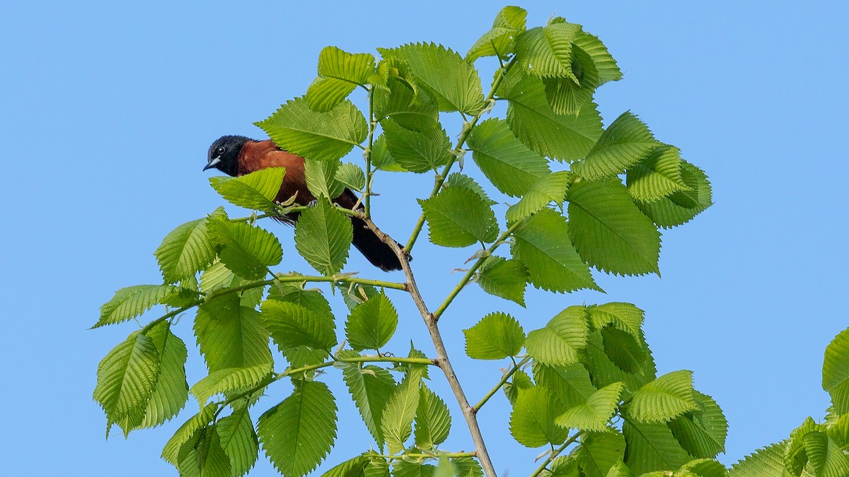 Orchard Oriole - ML618350344