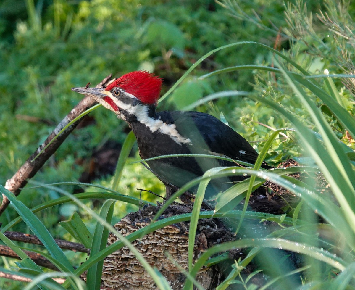 Pileated Woodpecker - ML618350369