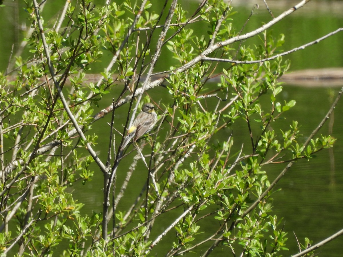 Yellow-rumped Warbler (Audubon's) - ML618350375